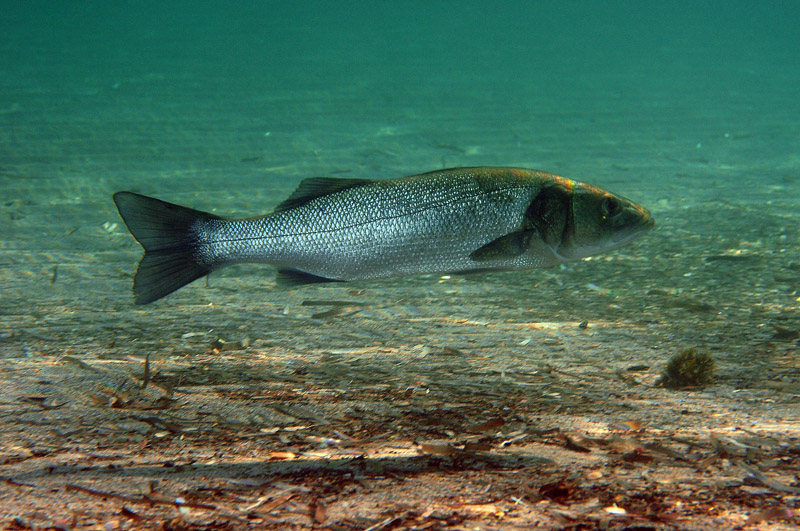 Spigole (Dicentrarchus labrax)
